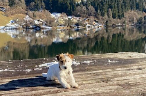 Strandhotel Burgstaller: Urlaub mit Hund direkt am See
