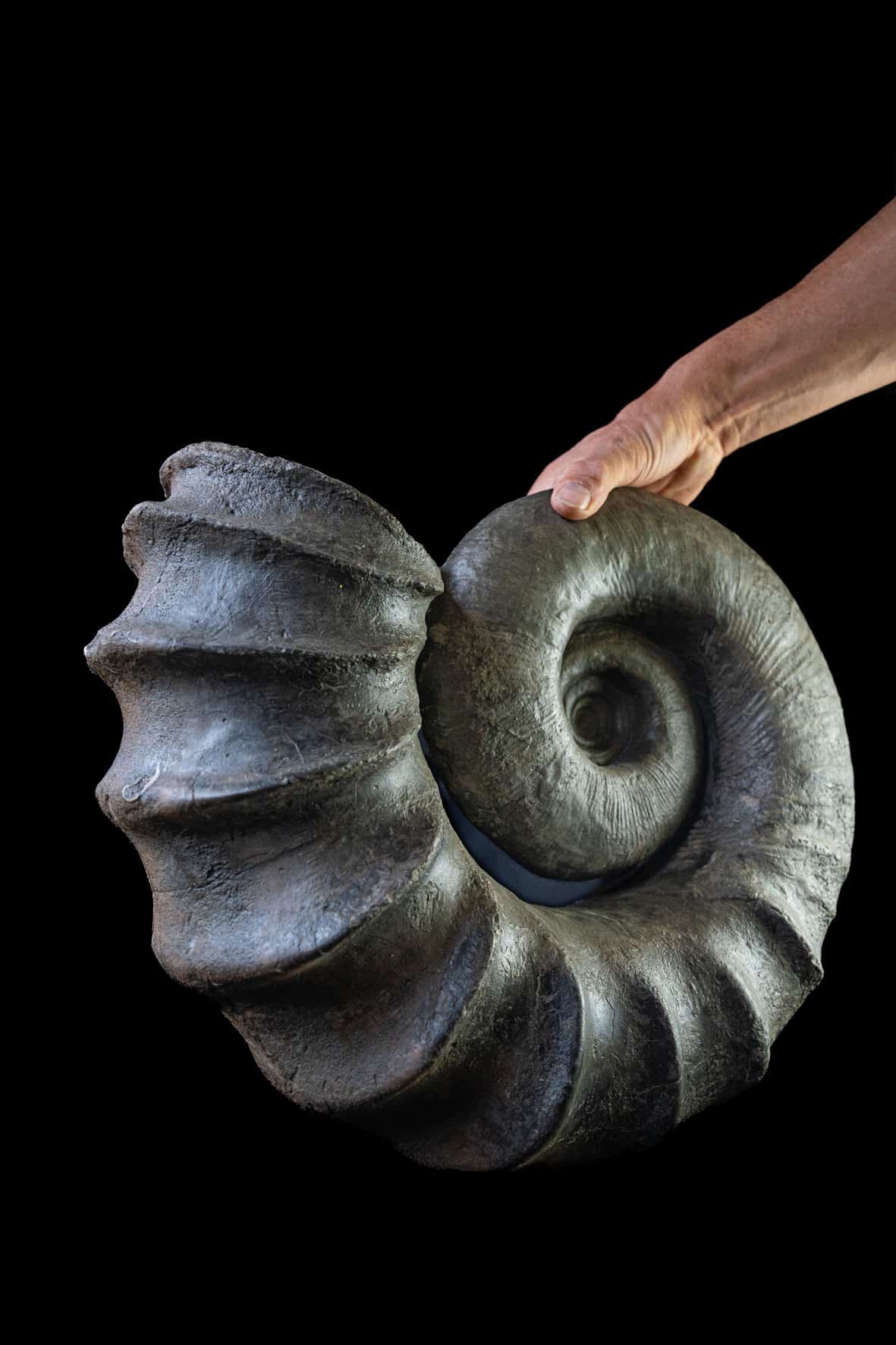 Familienticket für das Dinosaurier Museum Altmühltal inkl. Verpflegung