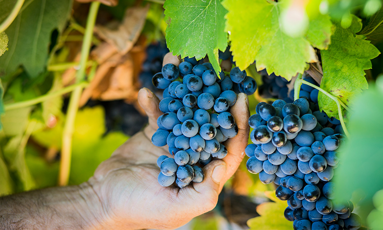 Vinos Tempranillo Paket mit 6 Weinen der beliebtesten Rebsorte Spaniens