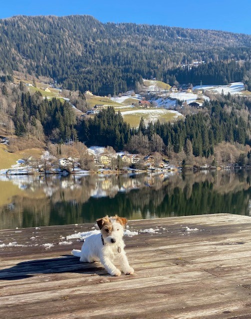 Strandhotel Burgstaller: Urlaub mit Hund direkt am See