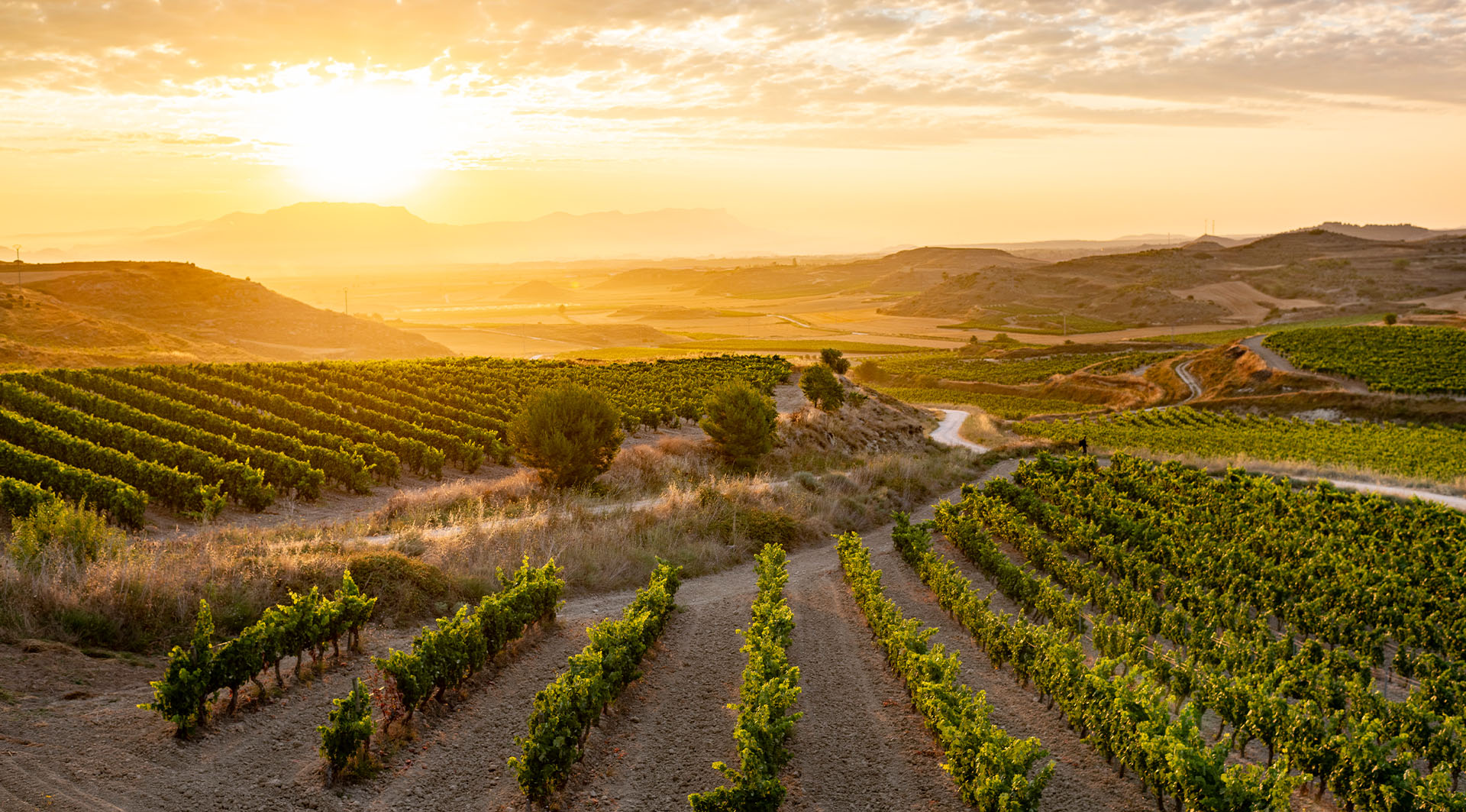 Spanische Rotweine für den herbstlichen Genuss