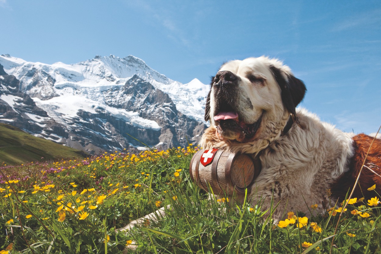 1.000-Euro-Gutschein für eine Schweiz- oder Österreich-Reise