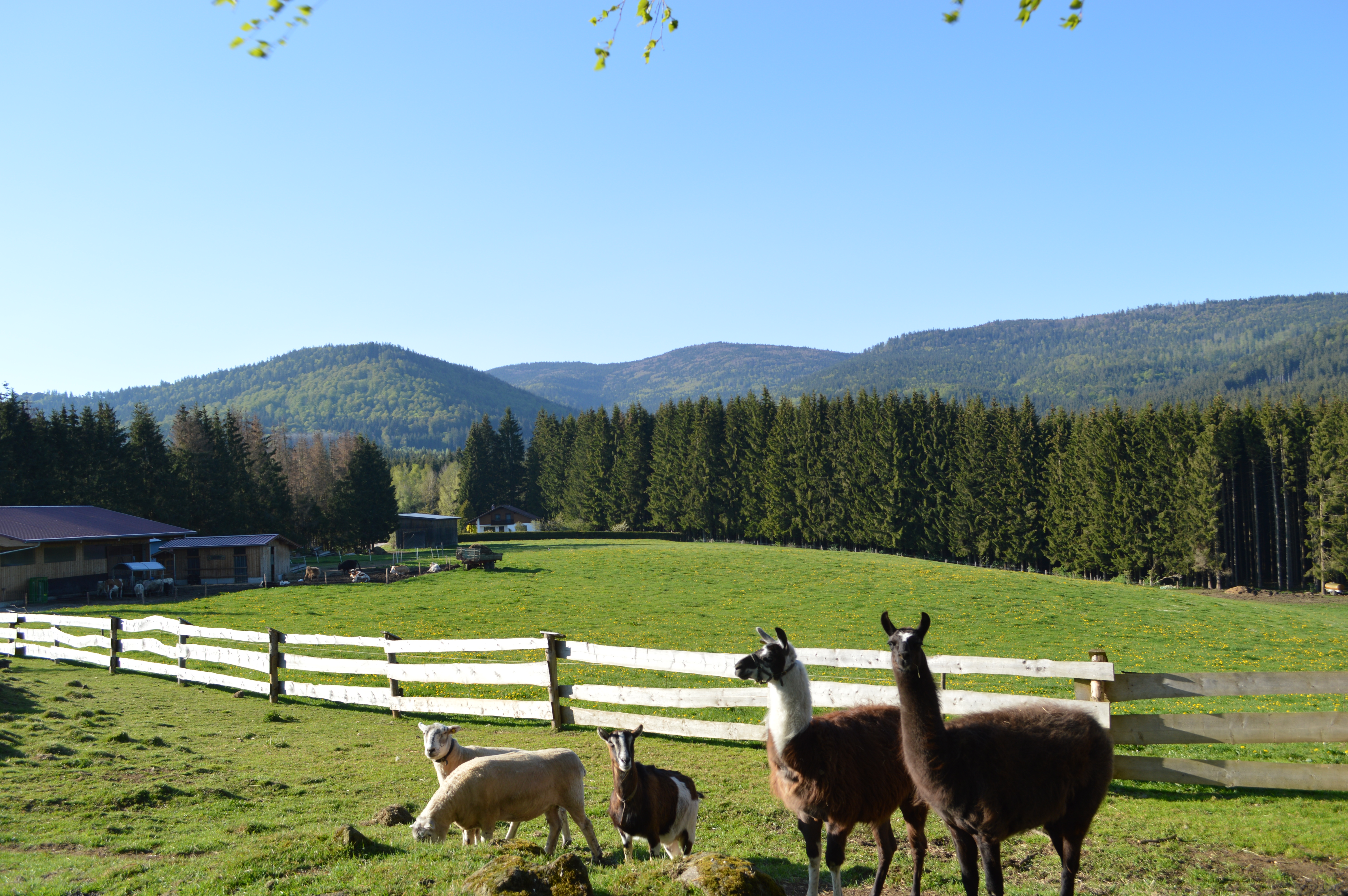 695-Euro-Gutschein für Urlaub im Wellness & Musikhotel Tonihof