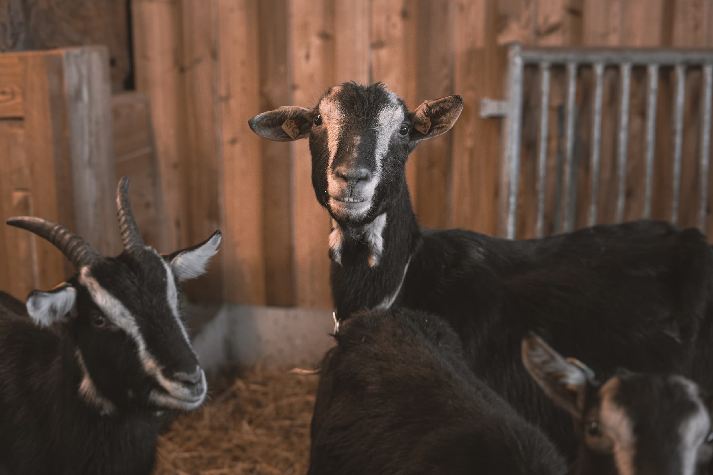 1.000 € Gutschein für eine Auszeit im Hotel brandgut im Salzburger Land
