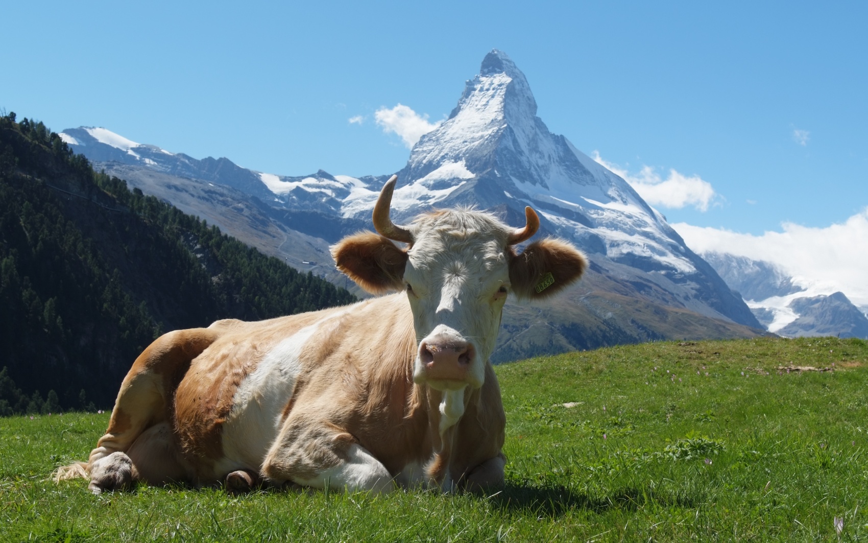 Schweiz: 9 Tage für 2 Personen: Vom Valposchiavo zum Matterhorn