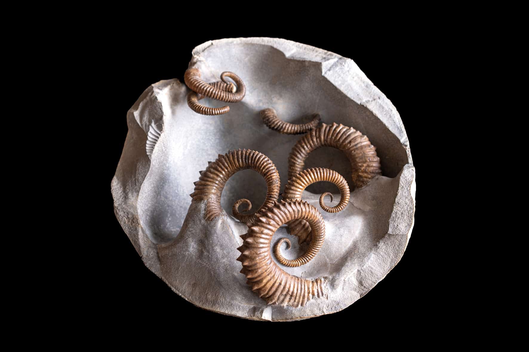 Familienticket für das Dinosaurier Museum Altmühltal inkl. Verpflegung