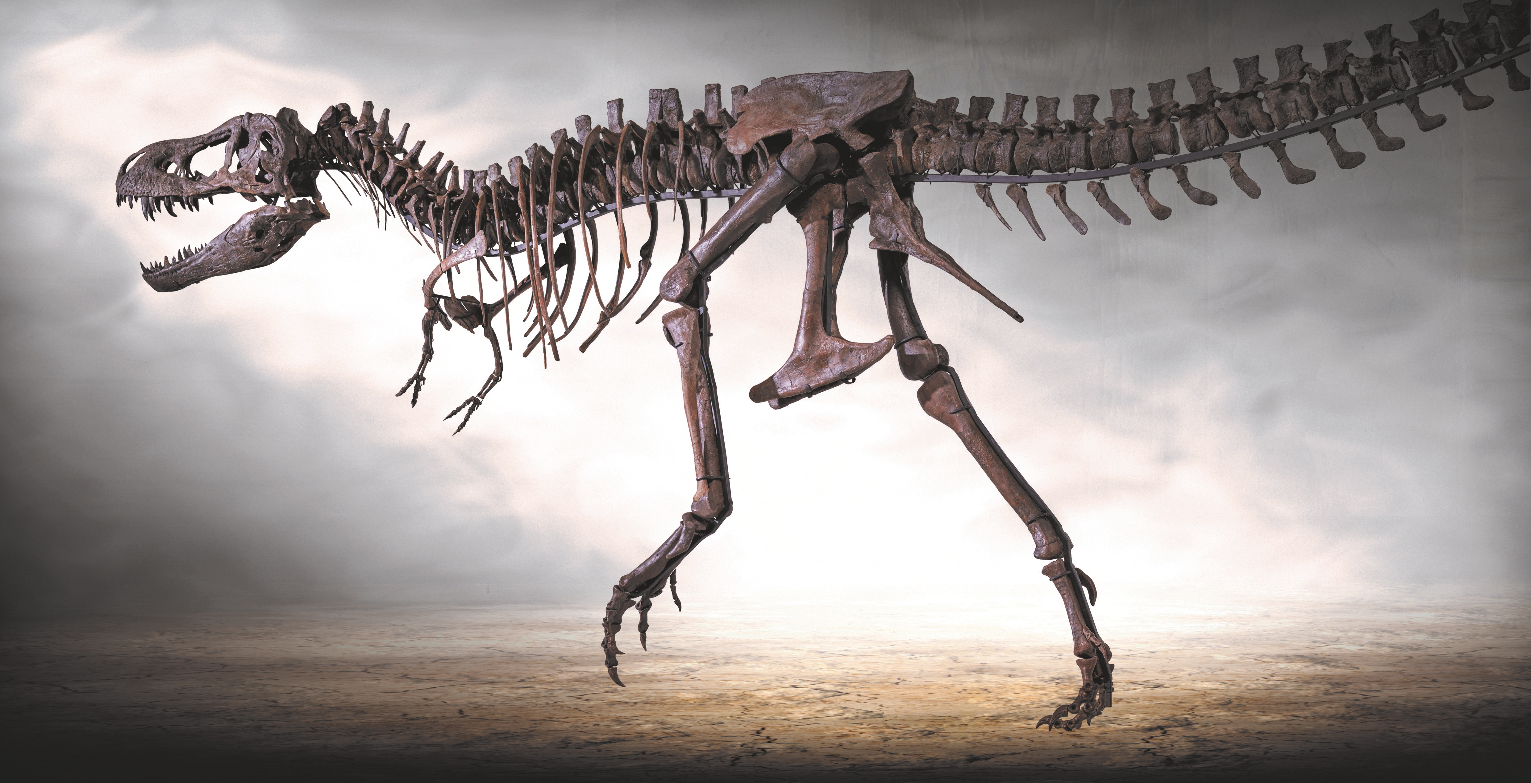 Familien-Jahreskarte für das Dinosaurier Museum Altmühltal