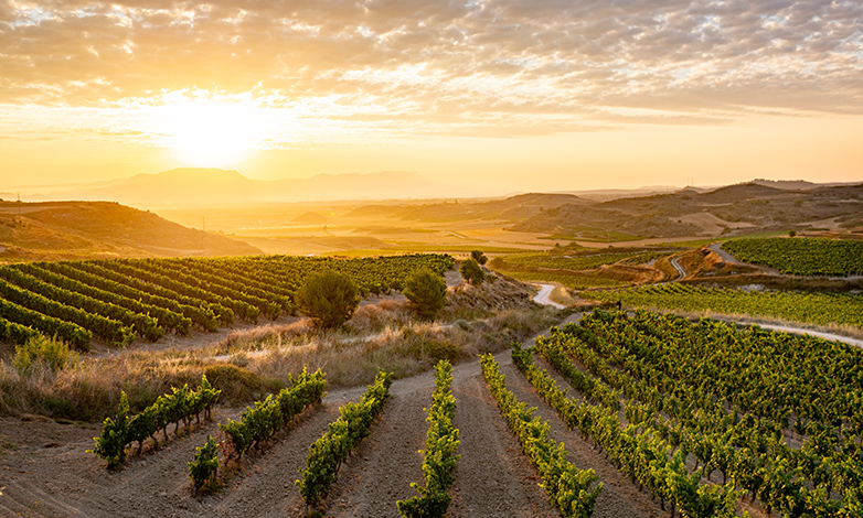 Vinos Tempranillo Paket mit 6 Weinen der beliebtesten Rebsorte Spaniens