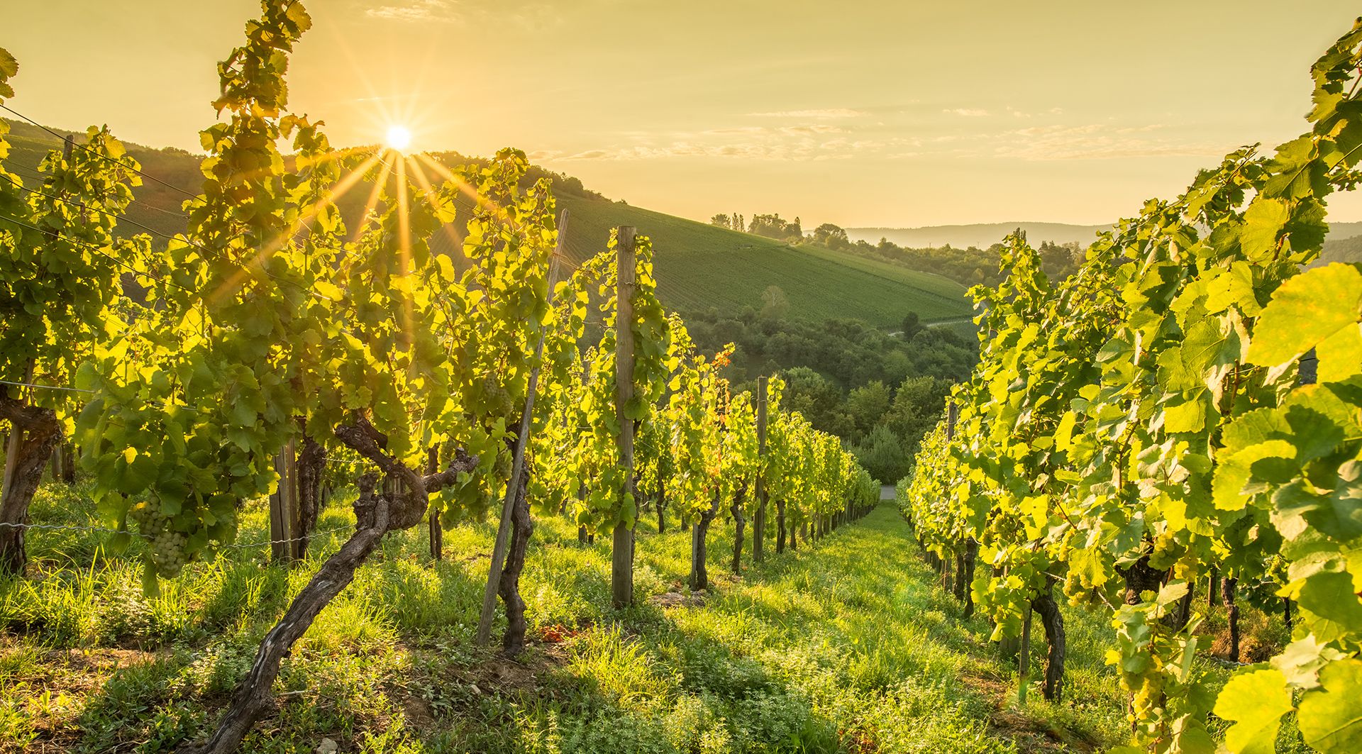 Vinos Weißweinfrische Paket